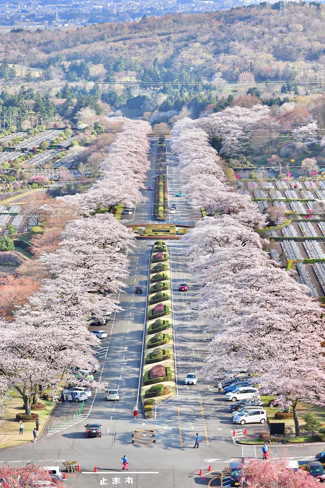 【お花見するならココ！】全国おすすめ桜スの画像_5