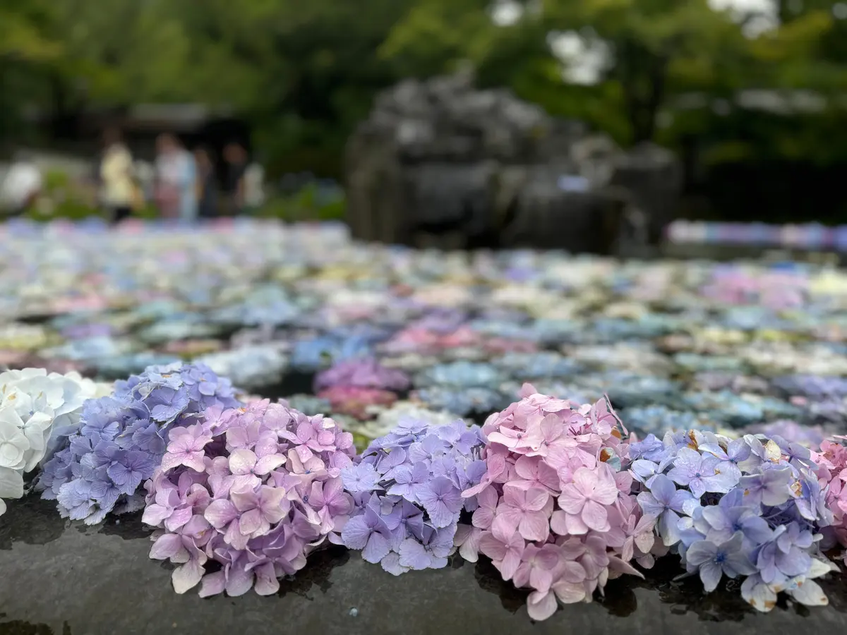 あじさいうかべ　久安寺