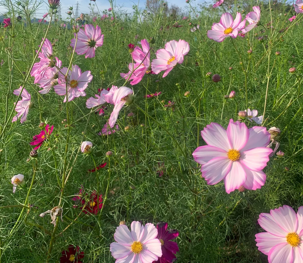 【大阪】一度にたくさんのお花が楽しめる！の画像_3