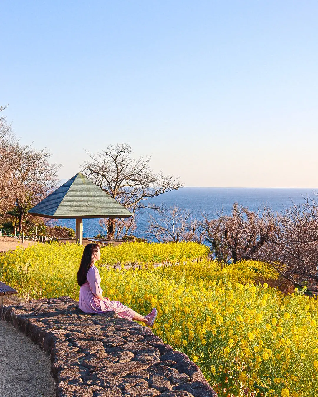 【河津桜×梅×菜の花】都心から日帰りで行の画像_4