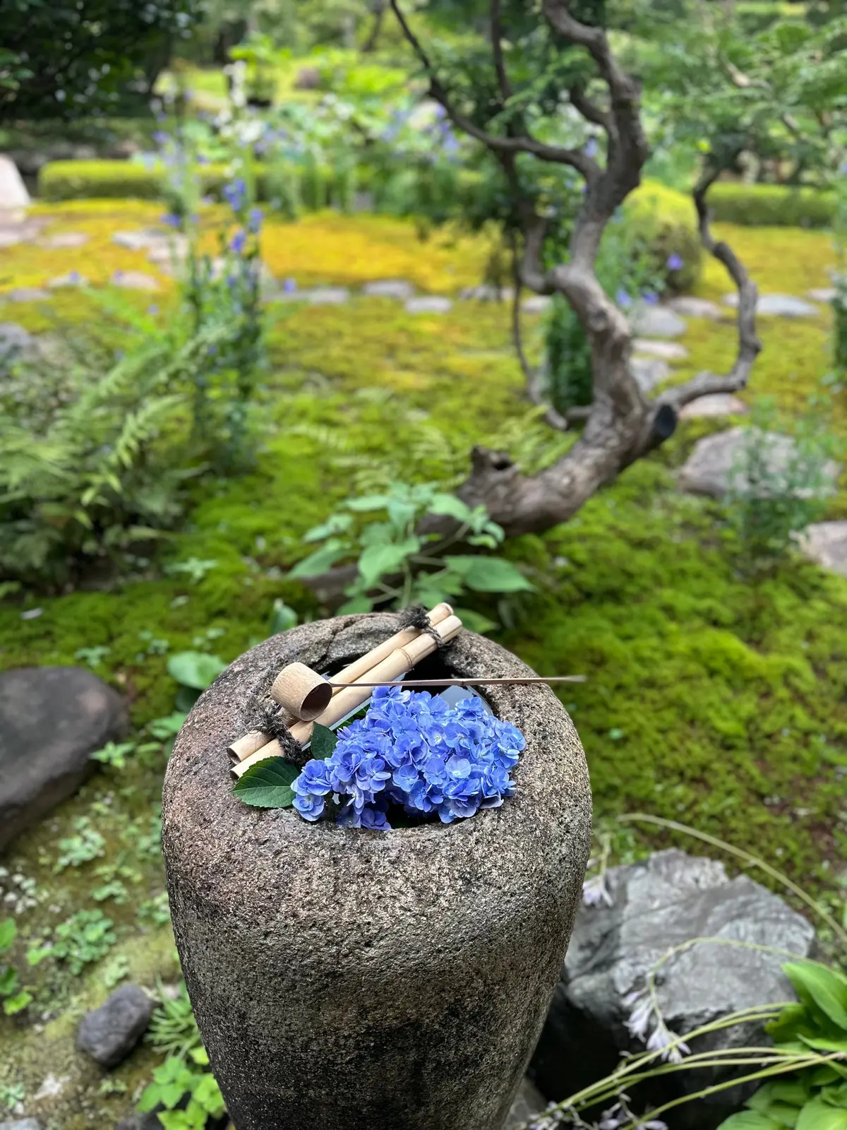 【京都出町柳駅徒歩5分】旧三井家下鴨別邸の画像_5