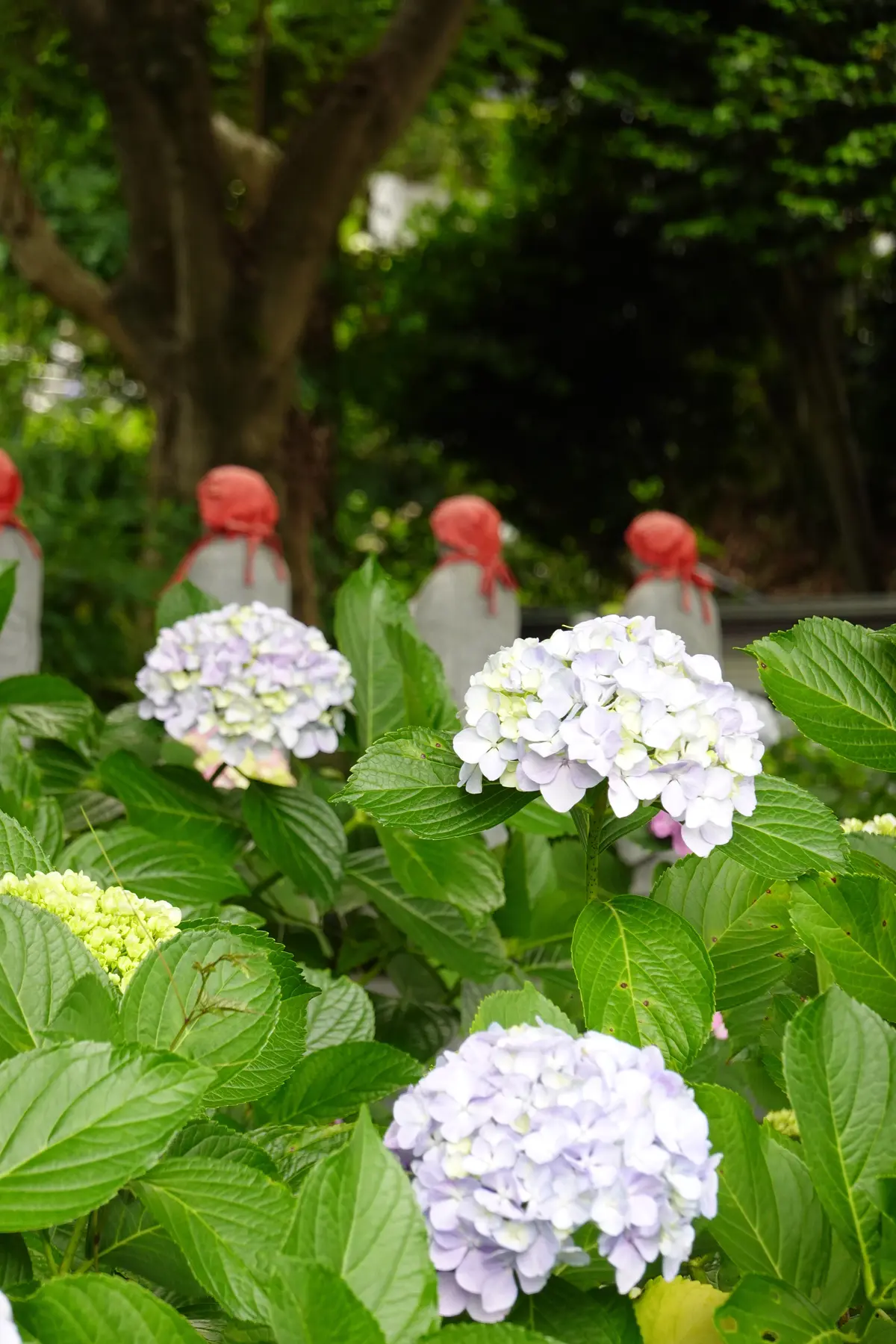 妙楽寺　紫陽花