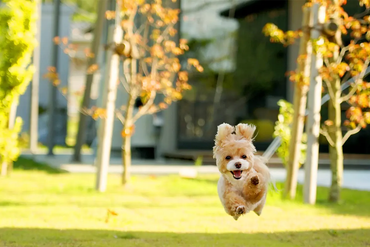愛犬と一緒に楽しむ贅沢な時間