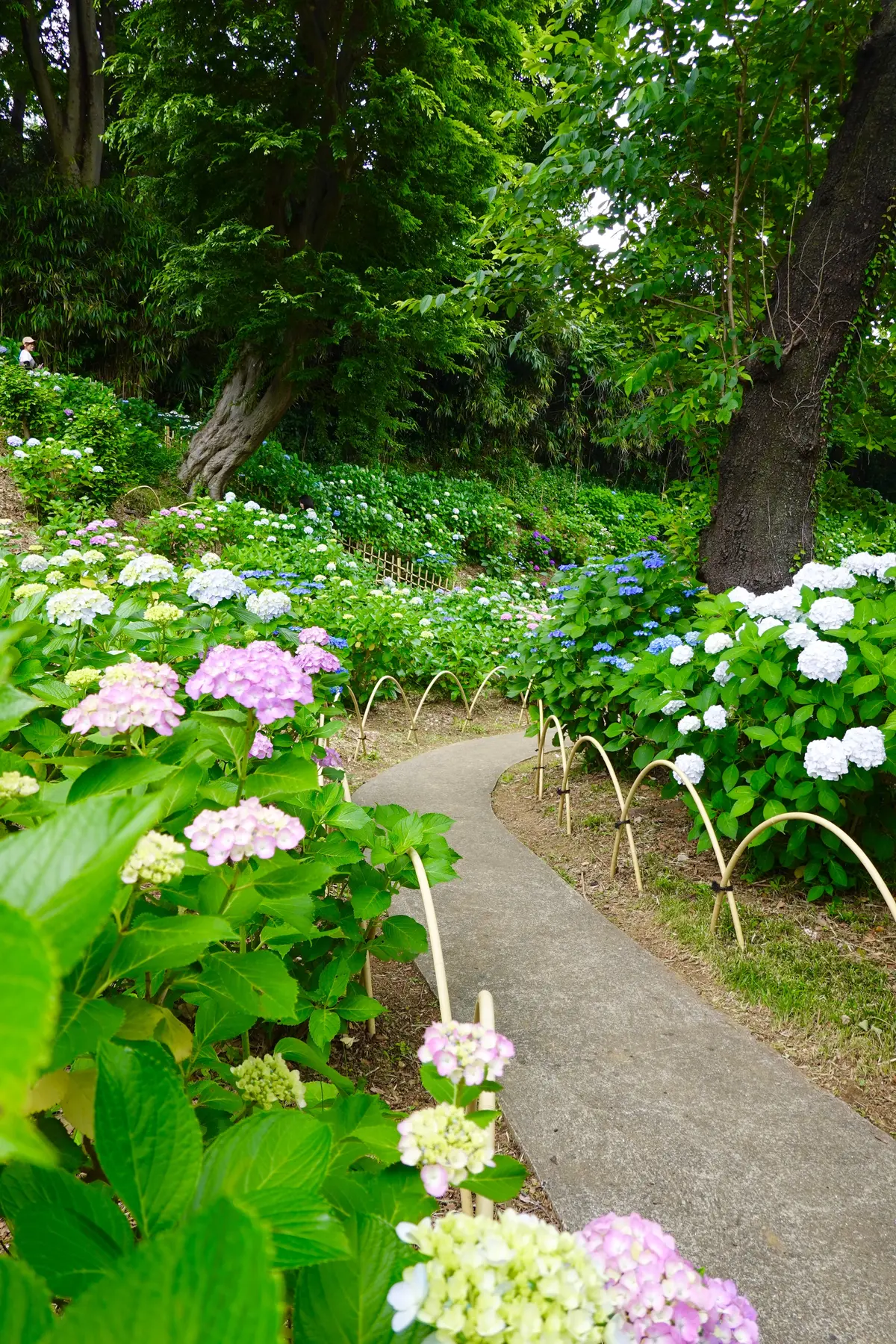 川崎市　妙楽寺あじさい