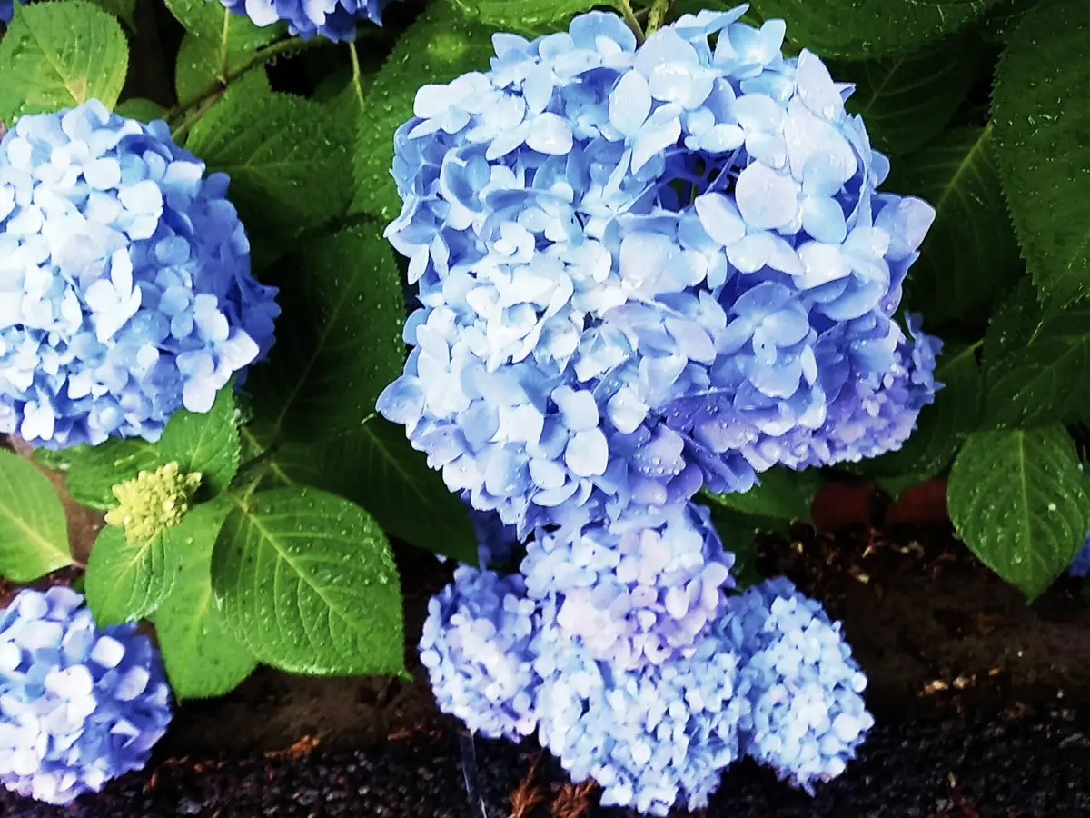 葛西臨海公園駅から水族園へ向かう道沿いに咲く紫陽花