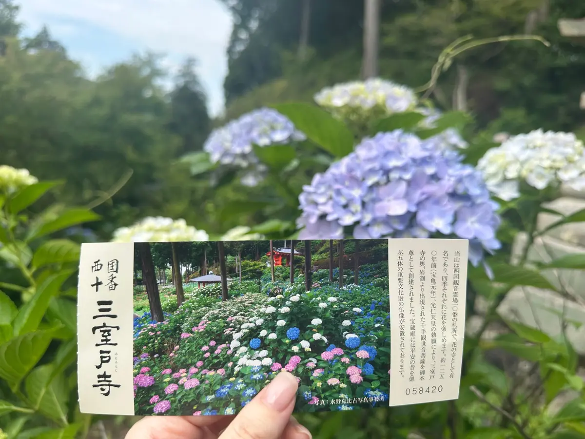 【京都のあじさいスポット】第2弾！まだ間の画像_6