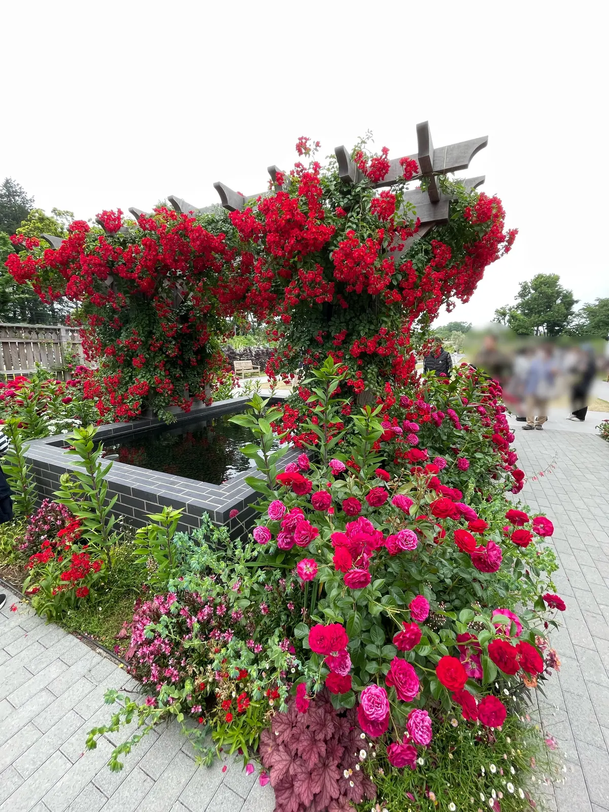 【神奈川県･バラ園】入場料無料！今が見頃の画像_2