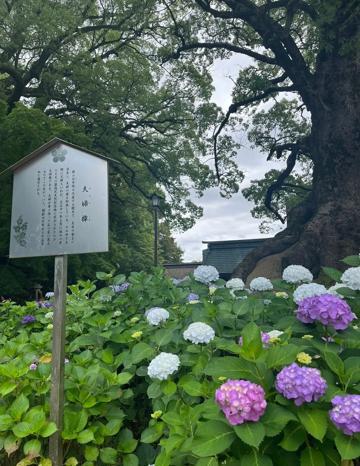 太宰府天満宮_夫婦樟