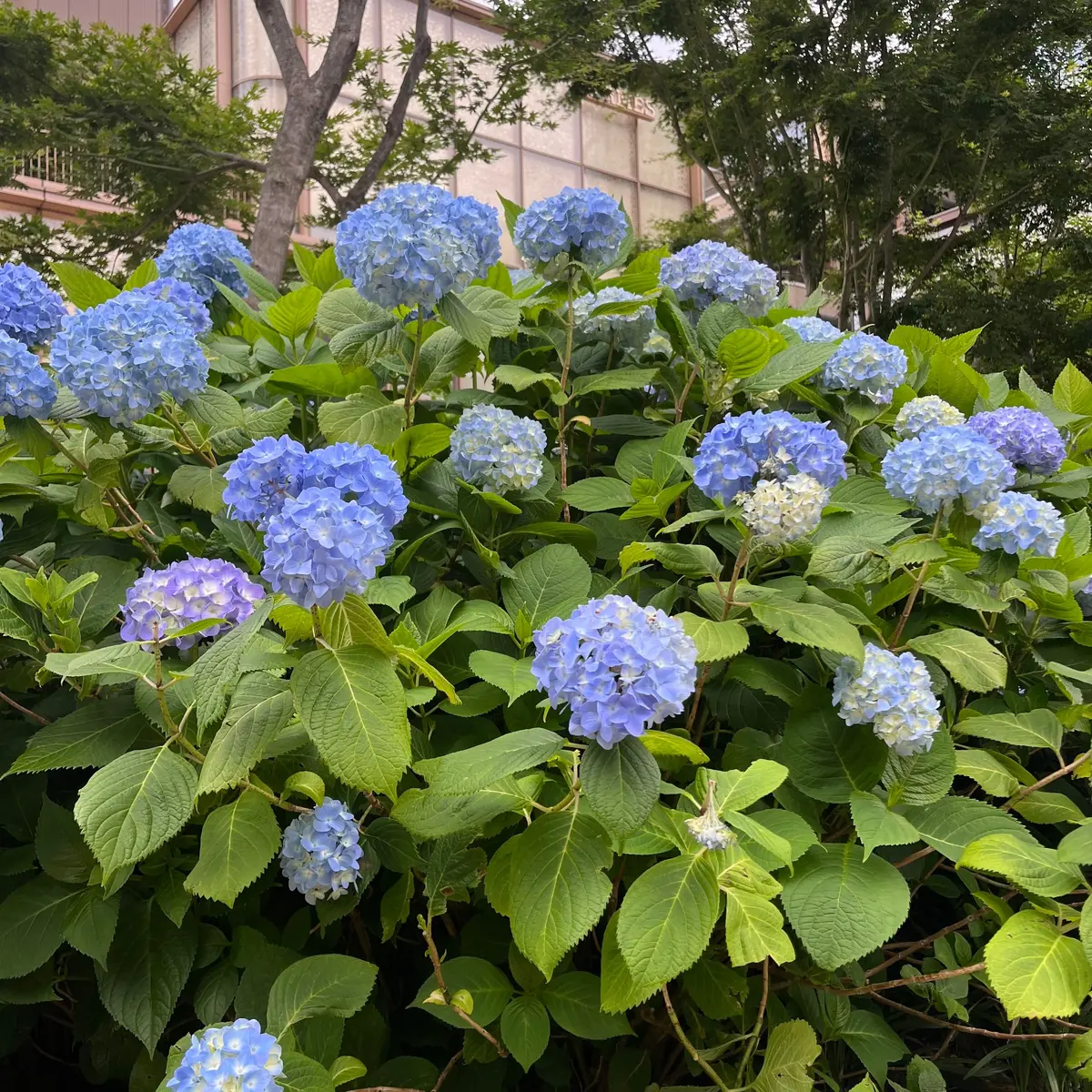 【東京｜麻布台ヒルズ】コーヒー持ってお散の画像_10