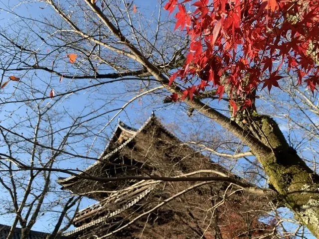 【京都】紅葉を見に行こう！おすすめスポッの画像_3