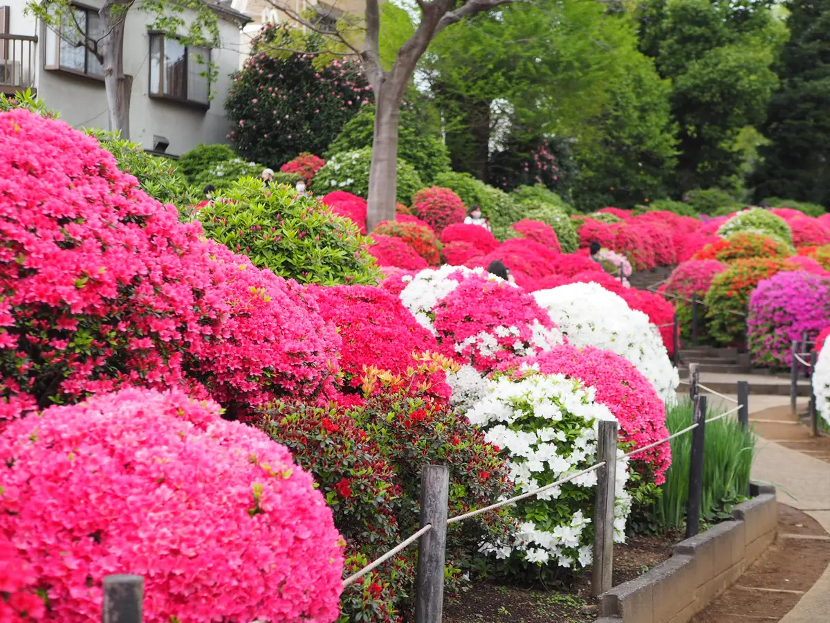 ピンク×緑×鳥居の絶景！今月のお出かけはの画像_6