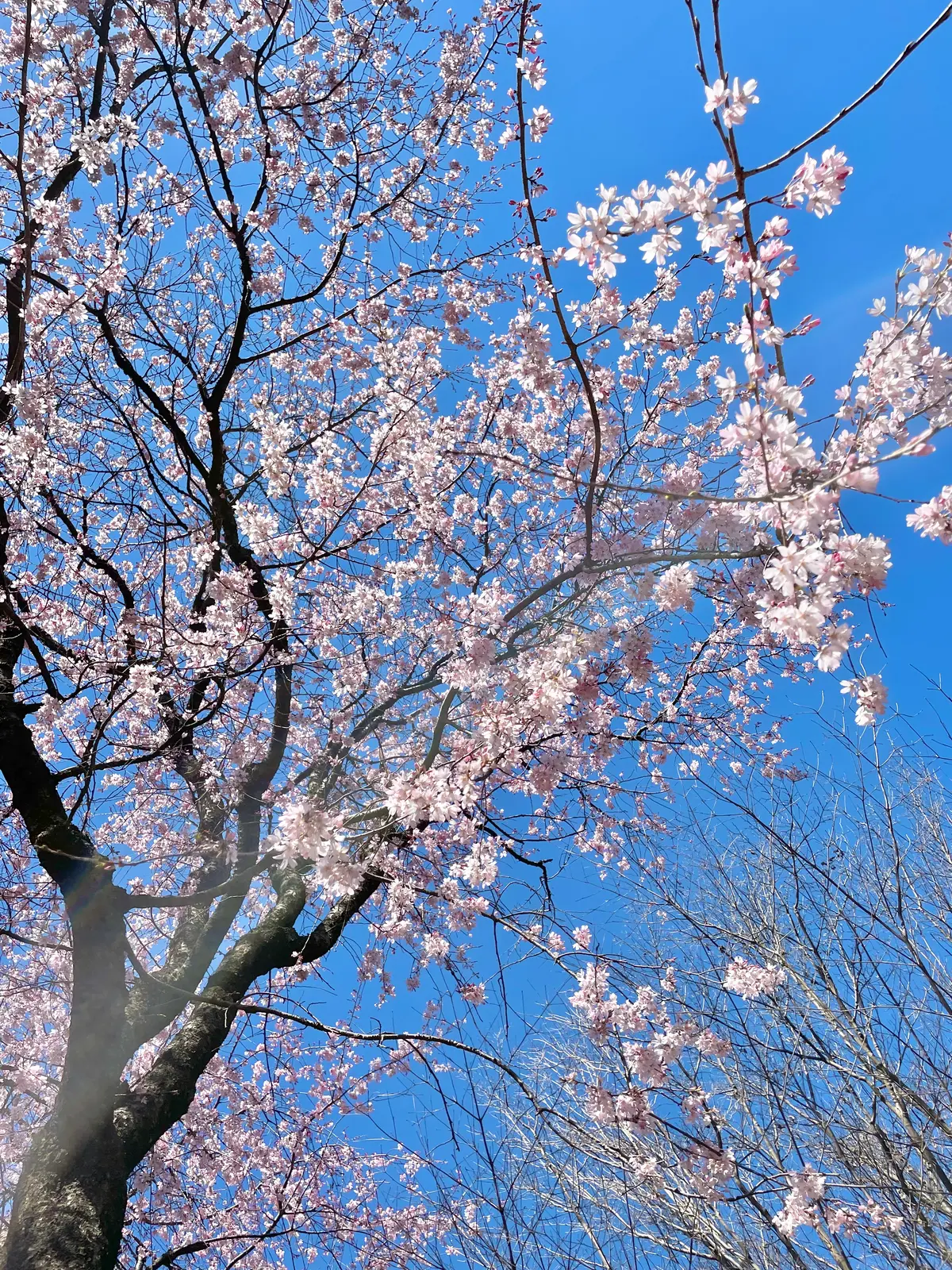 九段下・北の丸公園の桜