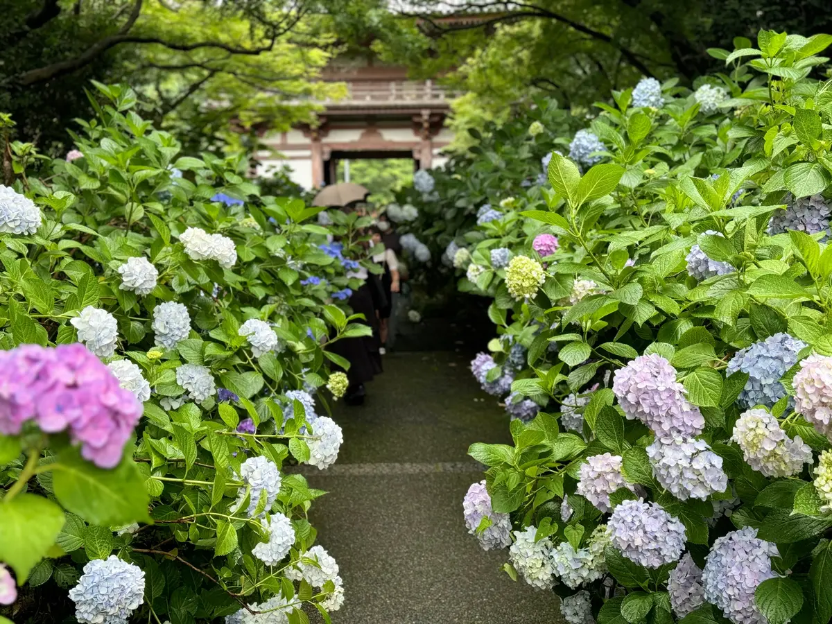 楼門と紫陽花が綺麗な参道　久安寺