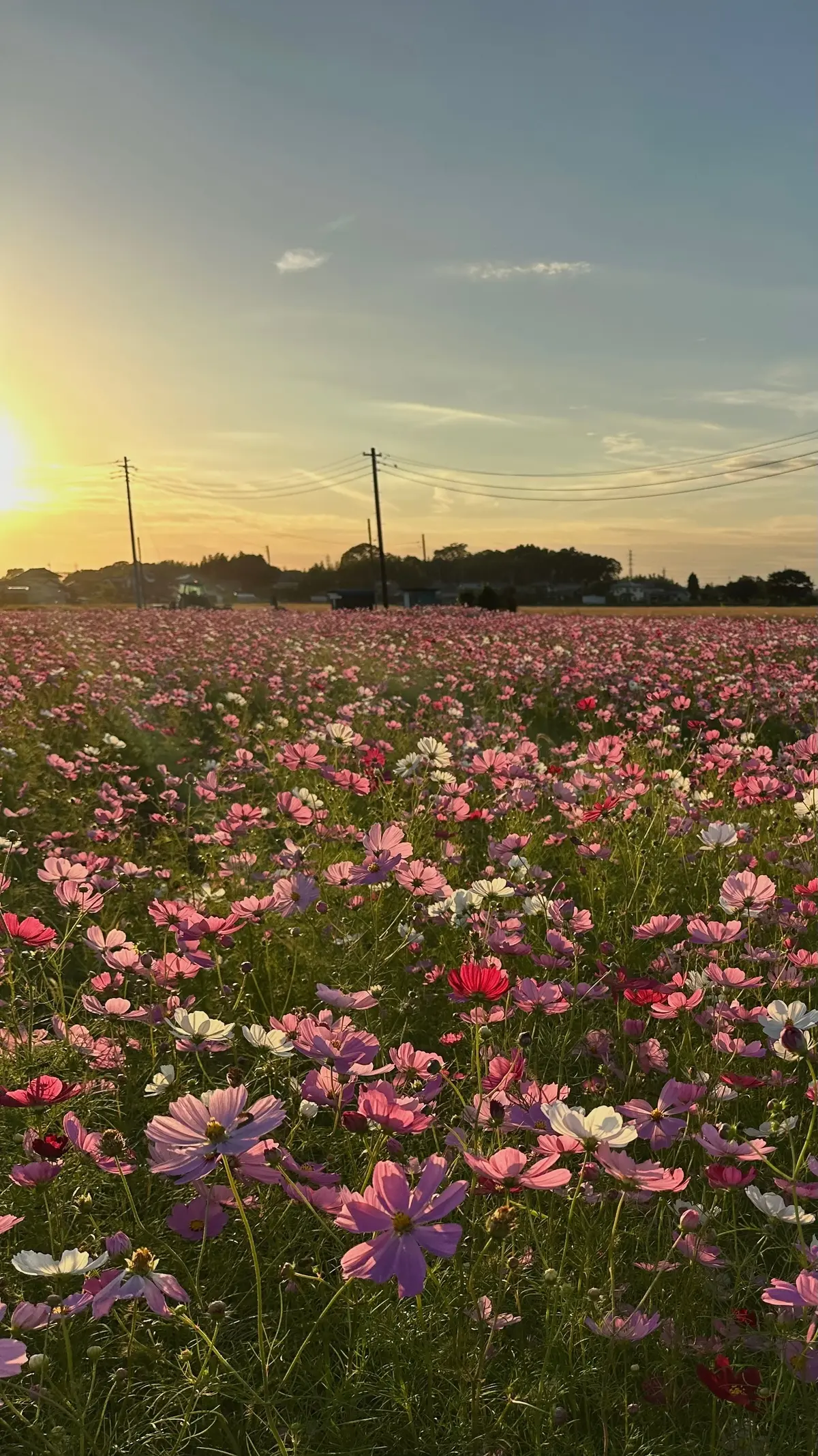 2024 気になる秋のお出かけスポットの画像_8