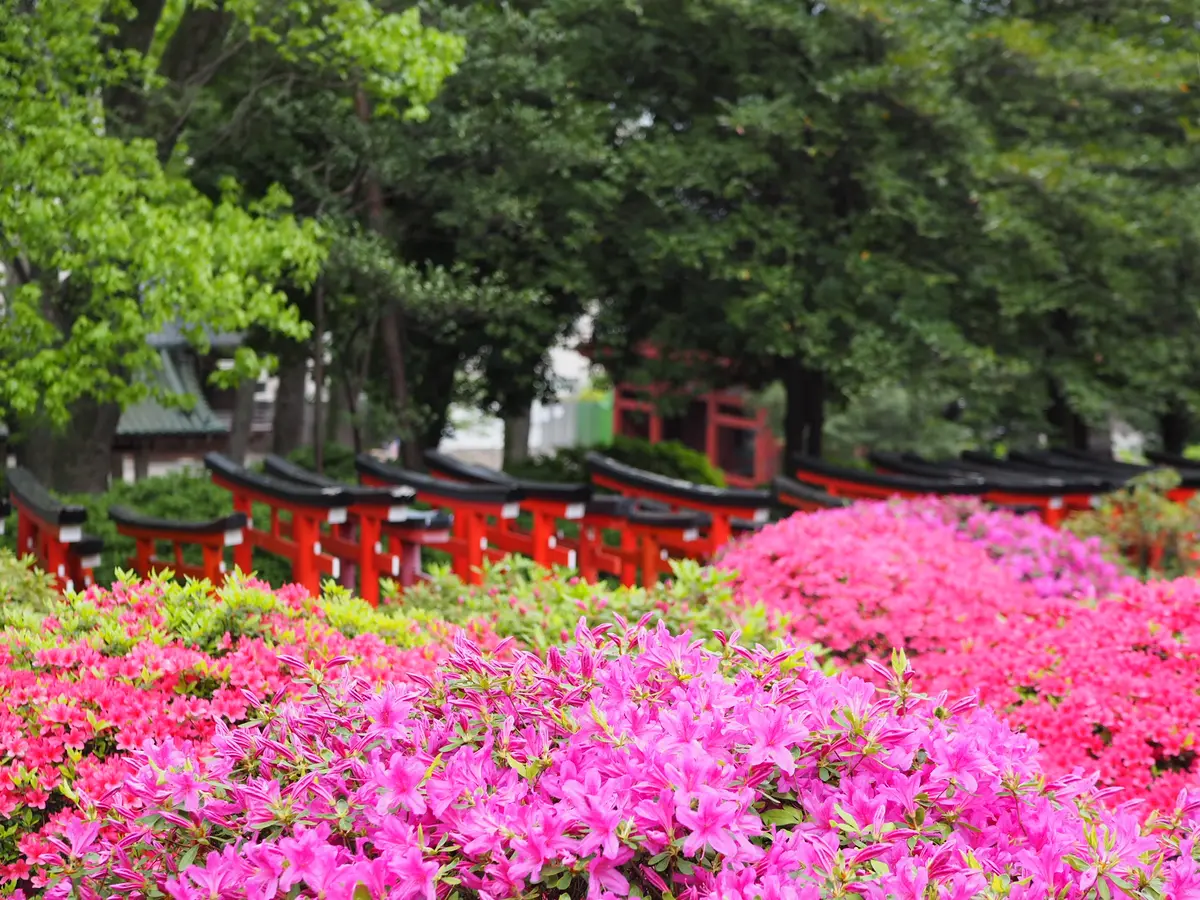 ピンク×緑×鳥居の絶景！今月のお出かけはの画像_12