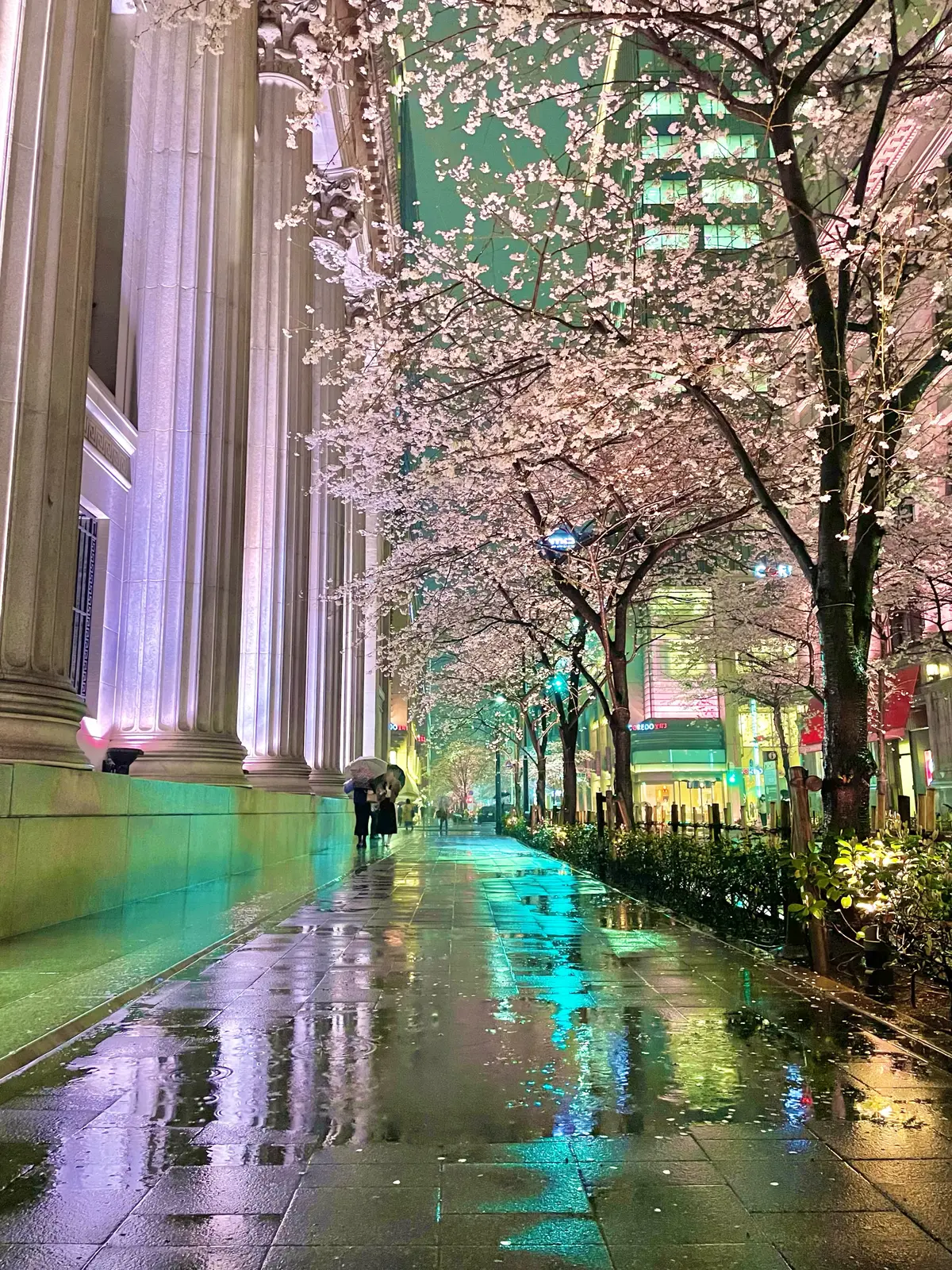 雨でも幻想的な桜を眺められるお花見穴場スポット「江戸桜通り」