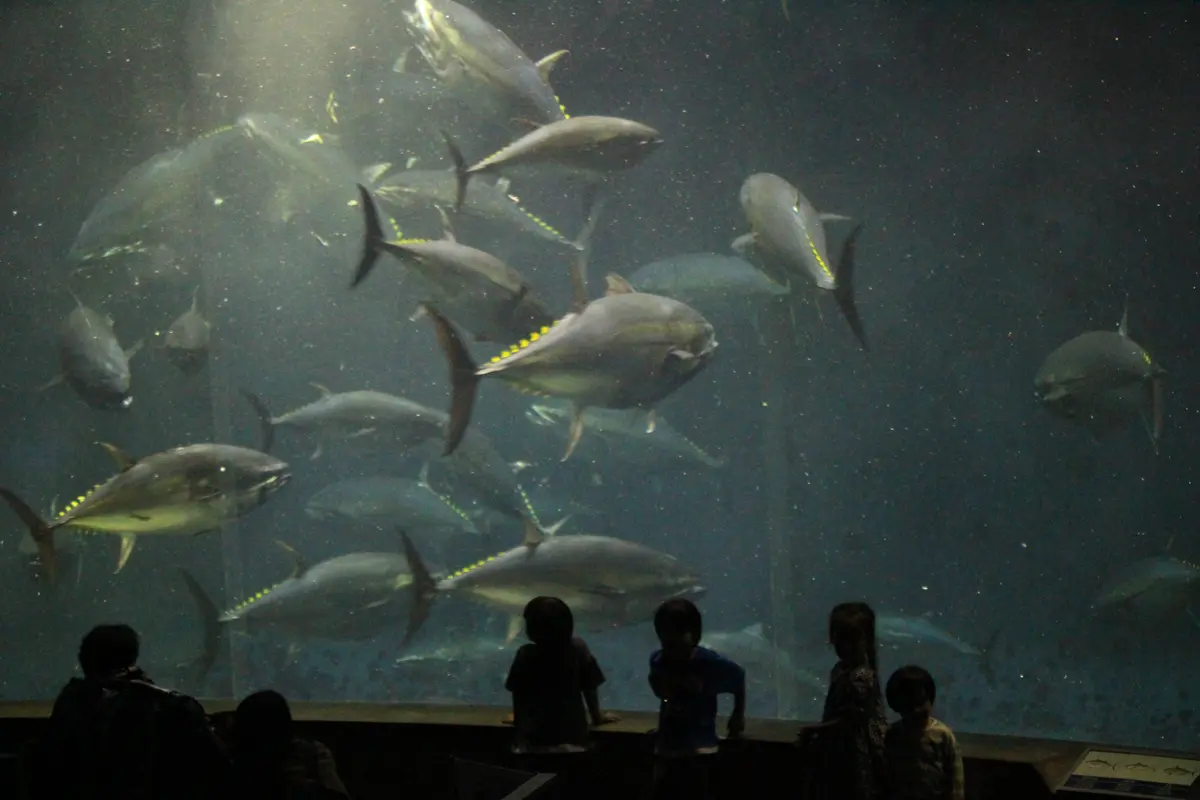 葛西臨海水族園の大水槽で餌を食べるマグロと、それを見つめる子どもの様子