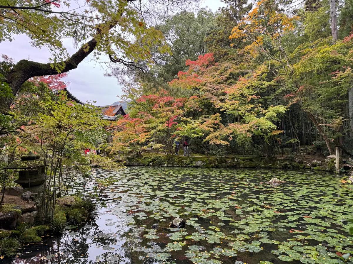 南庭　紅葉　南禅寺天寿庵