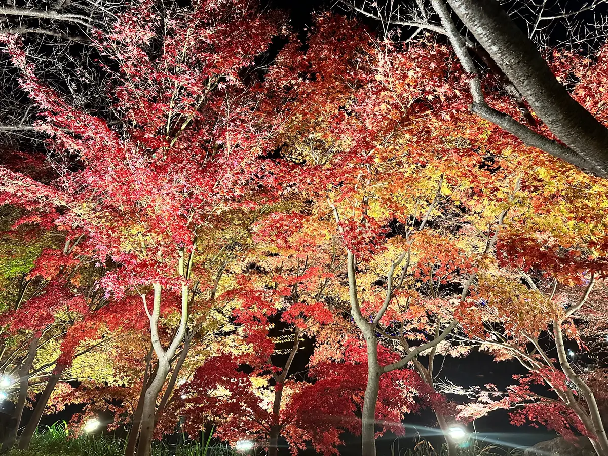 日本最大規模級イルミネーション♡【関西圏の画像_4