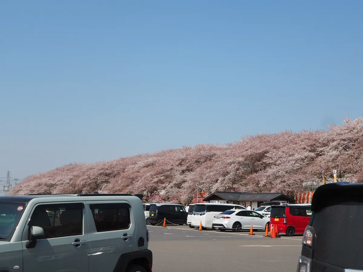 「桜×菜の花」が一度に楽しめる春の絶景スの画像_4