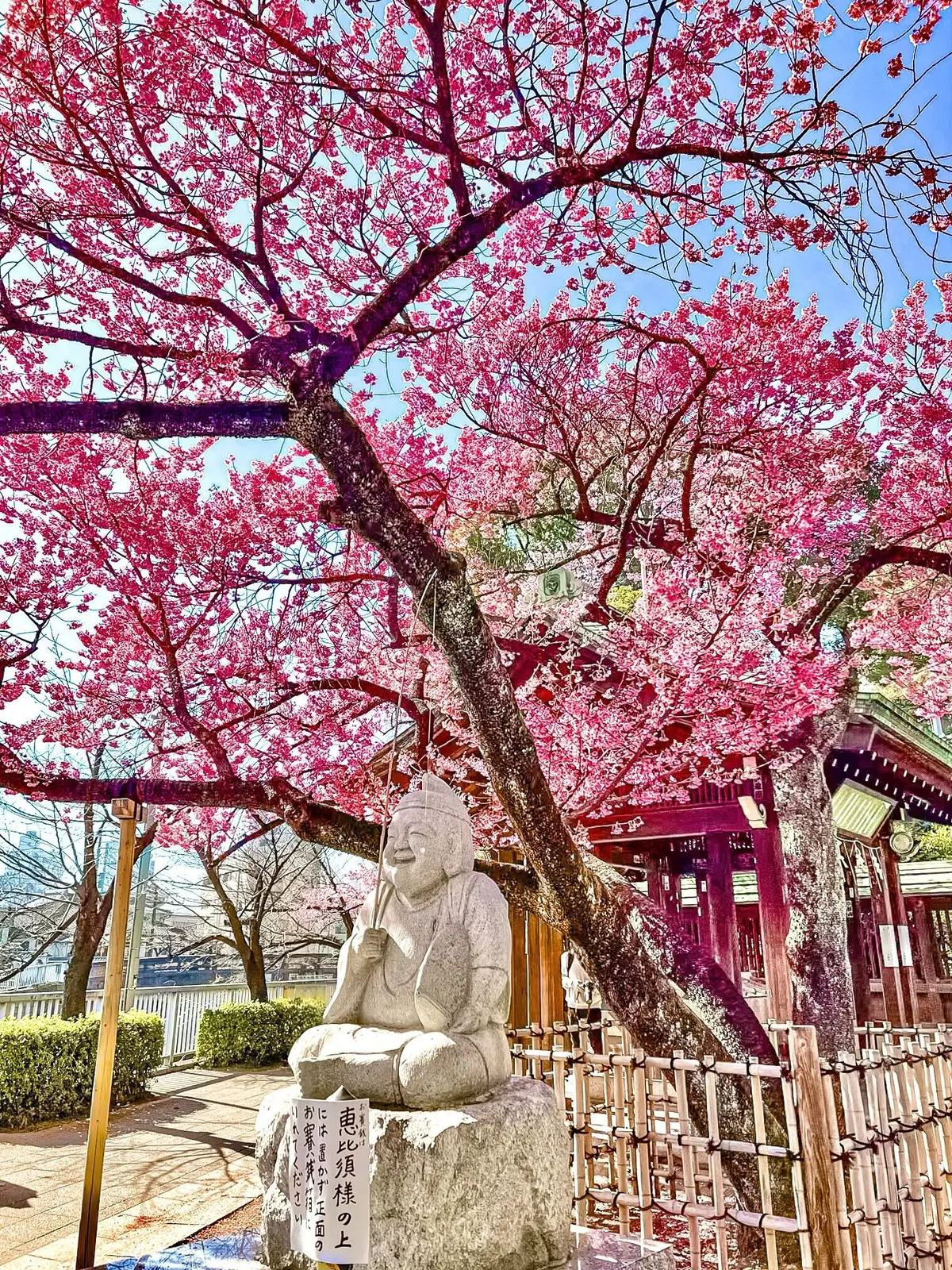 【ご利益あり⁉︎】既に桜が見頃！東京のパの画像_2