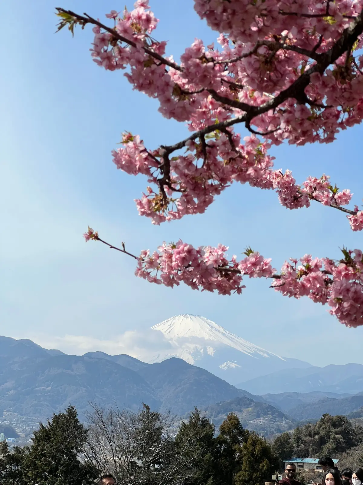 富士山と河津桜写真