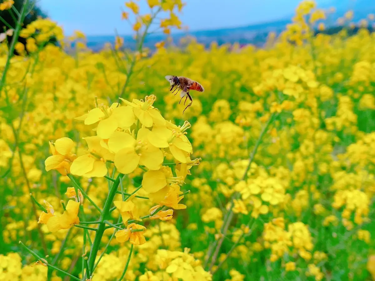 菜の花の写真