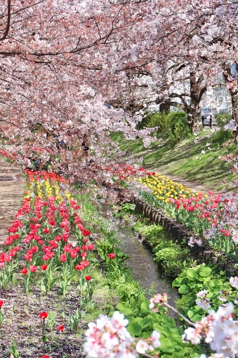 【お花見するならココ！】全国おすすめ桜スの画像_3