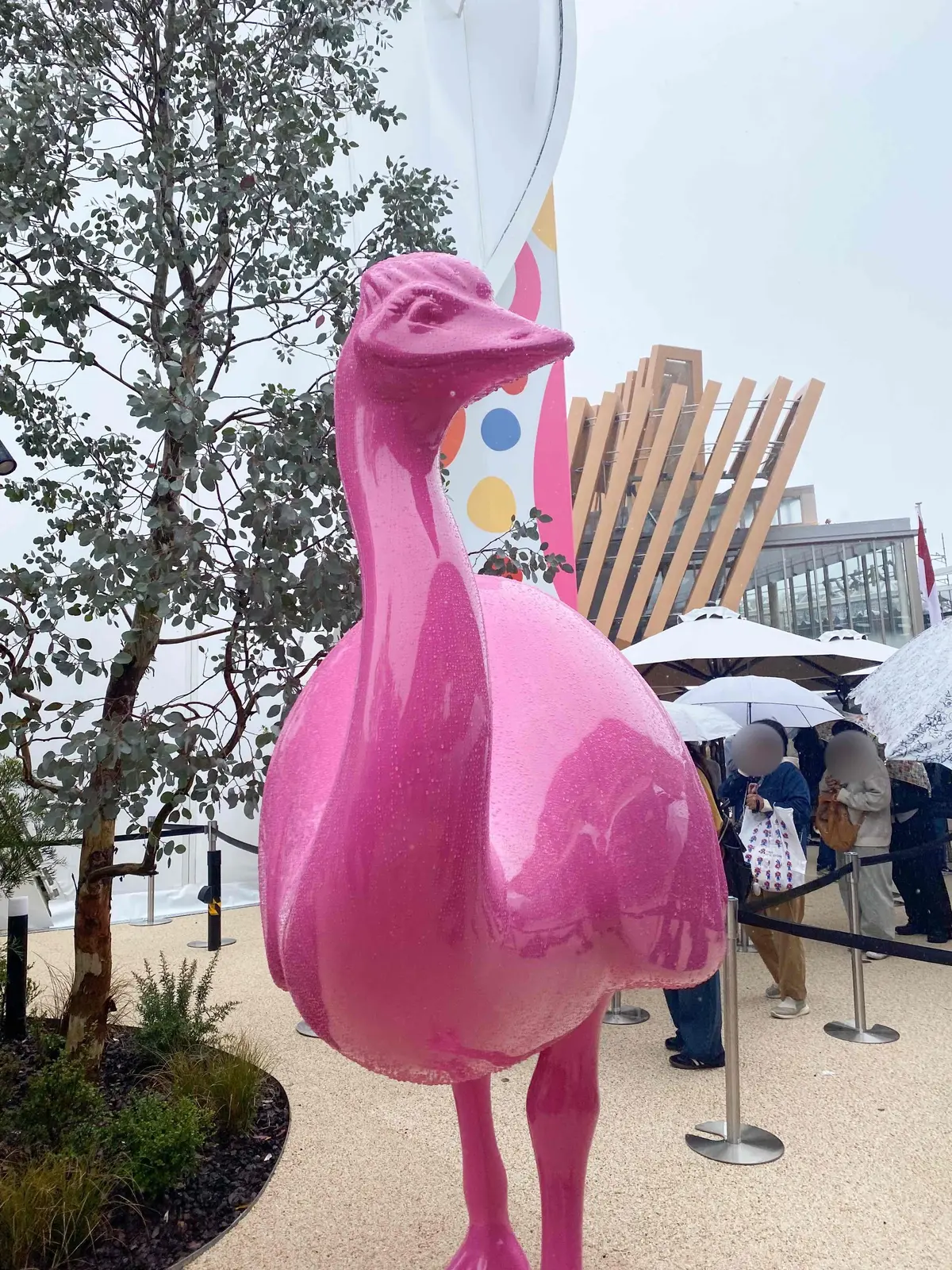 【大阪・関西万博2025】コアラが眠りユの画像_22