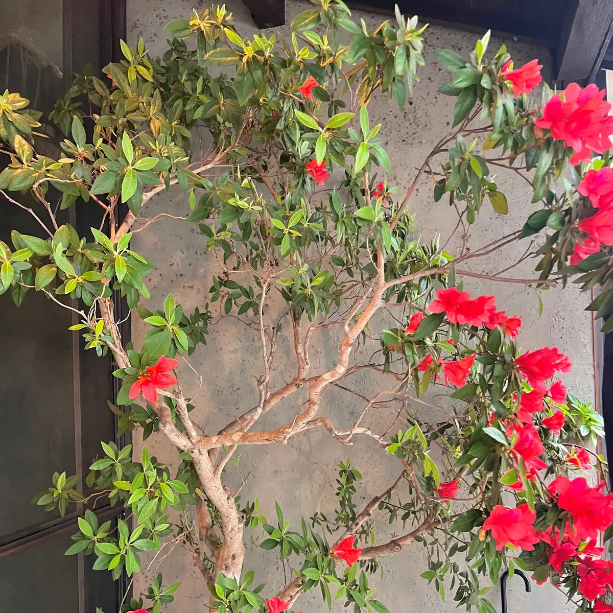 【京都｜四条大宮】嵐電沿い、雨の日でも行の画像_3