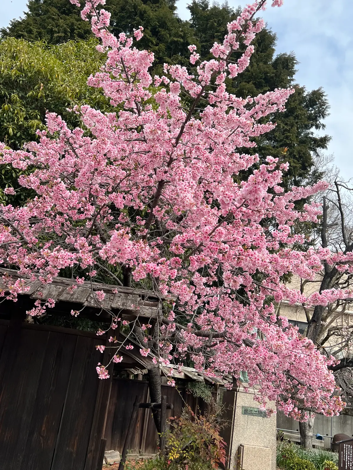 【旅行】お得な“今こそしずおか元気旅”！の画像_2