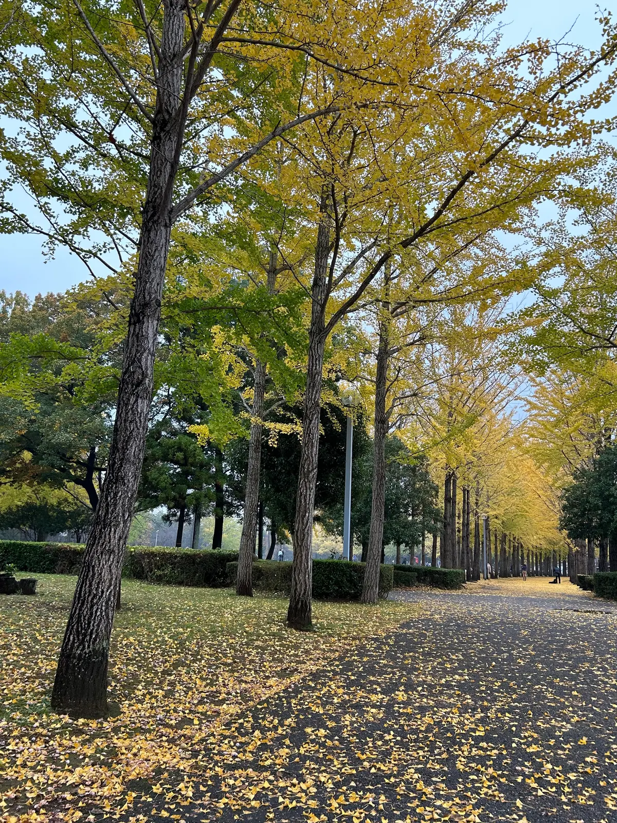 【茨城県/つくば市】暖冬だからこそ見頃のの画像_2