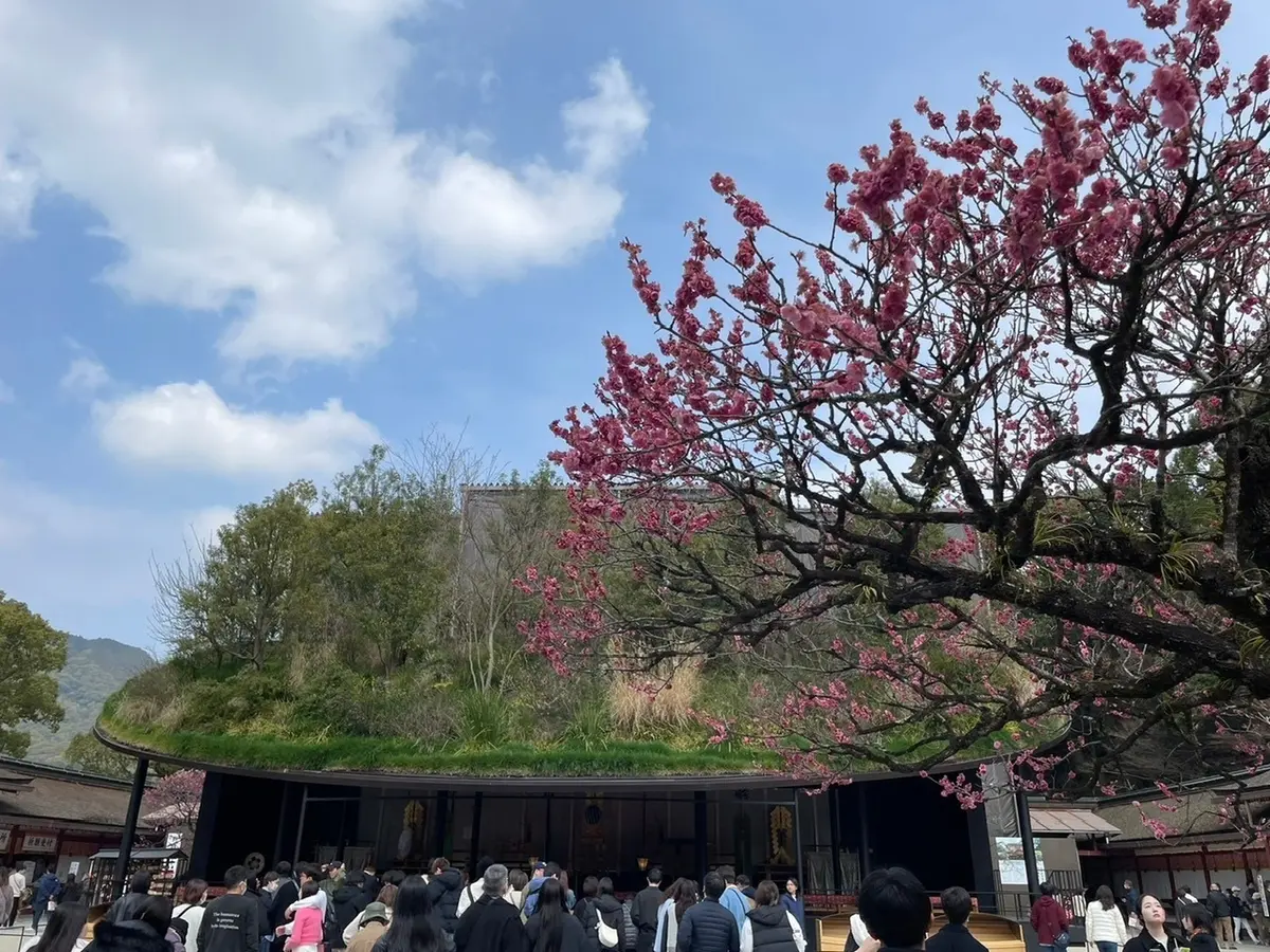 【太宰府】春を感じる甘味処🌸照星館の画像_1