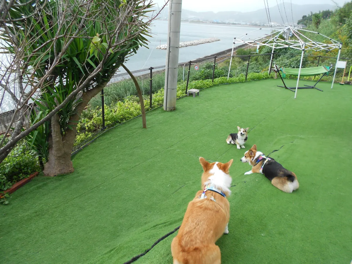 【長崎】犬好き発見！絶景ドックカフェ🐕の画像_4