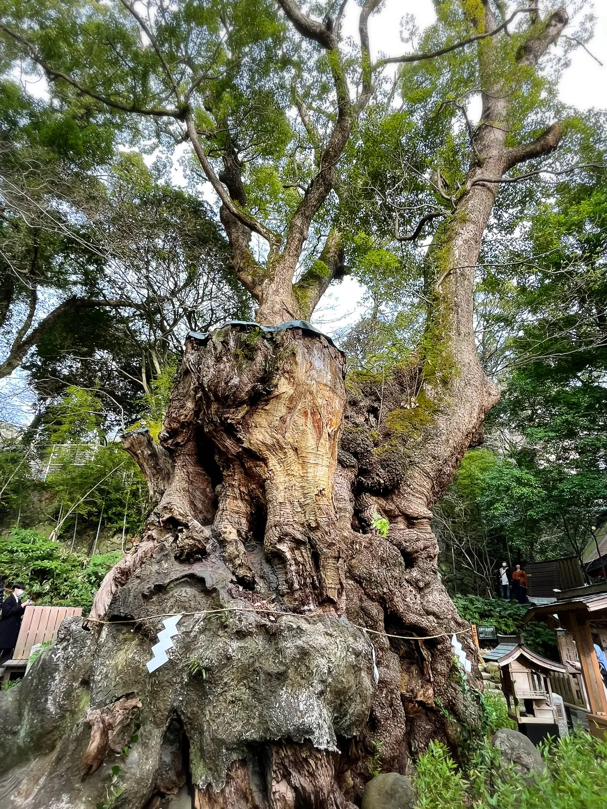 【静岡】熱海のパワースポット来宮神社˚✧の画像_9