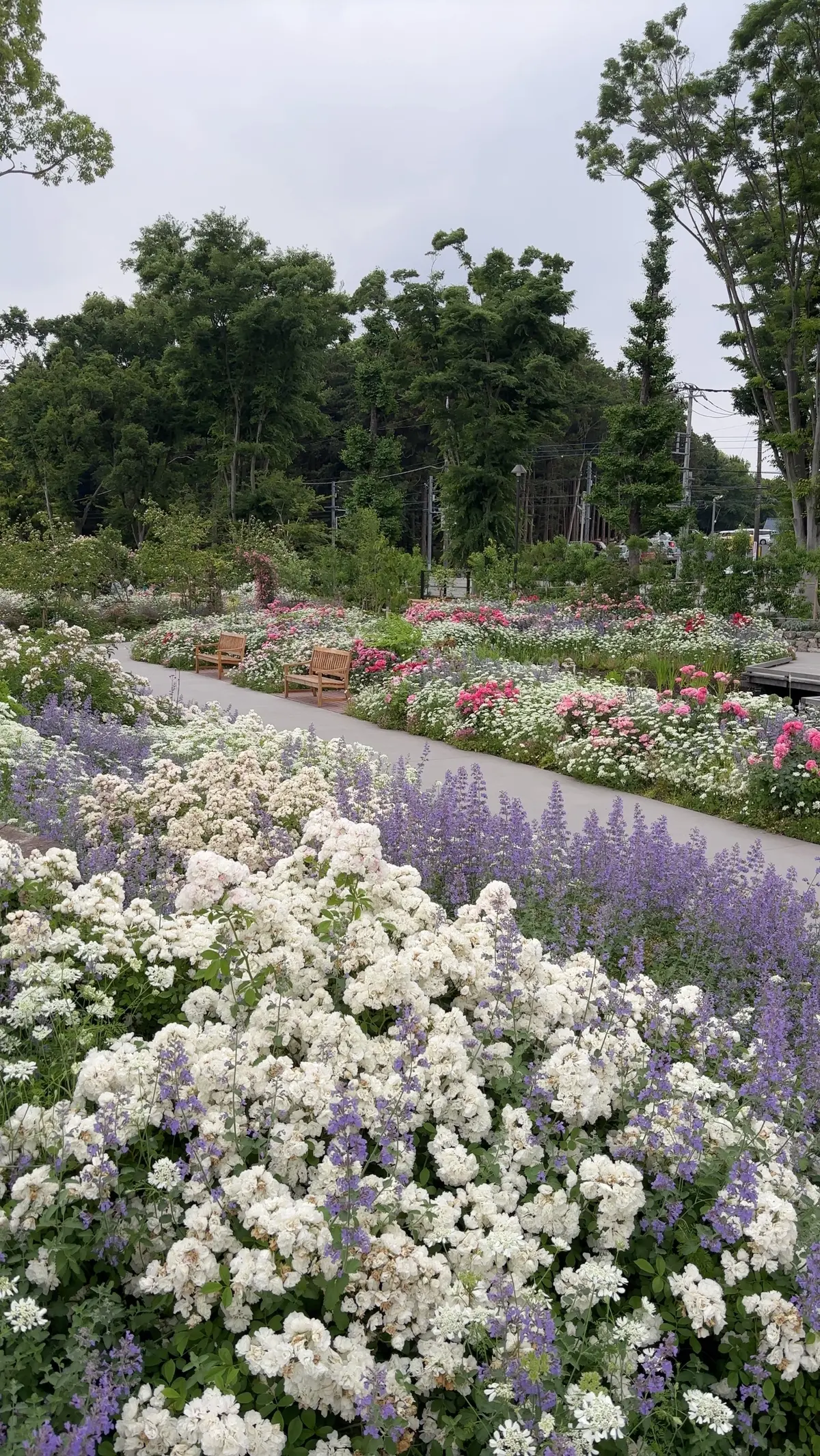 【神奈川県･バラ園】入場料無料！今が見頃の画像_8