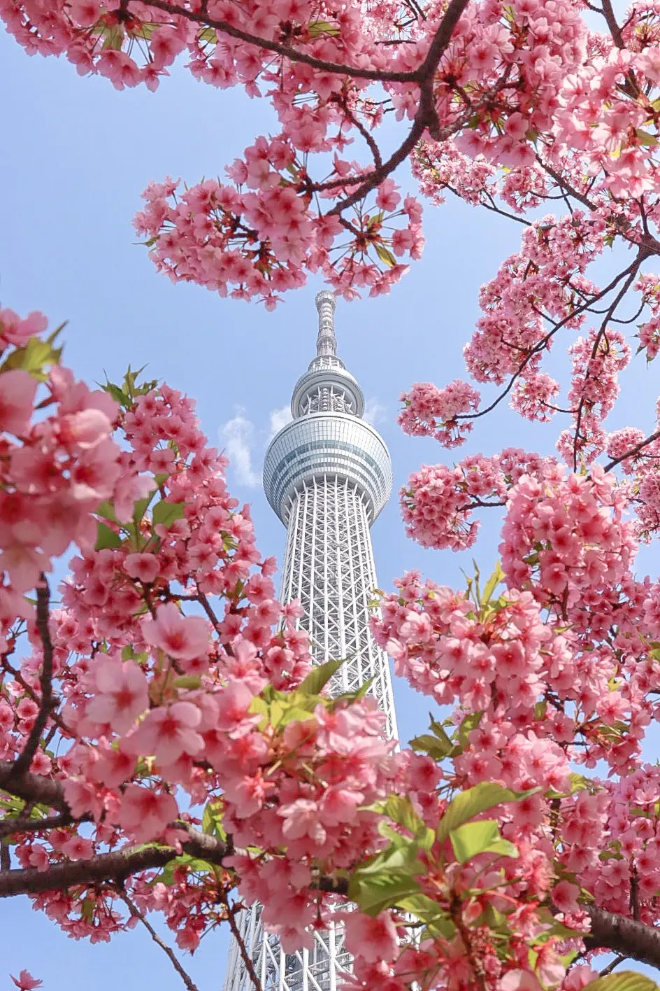 【東京】おすすめ桜お花見スポット5選の画像_4