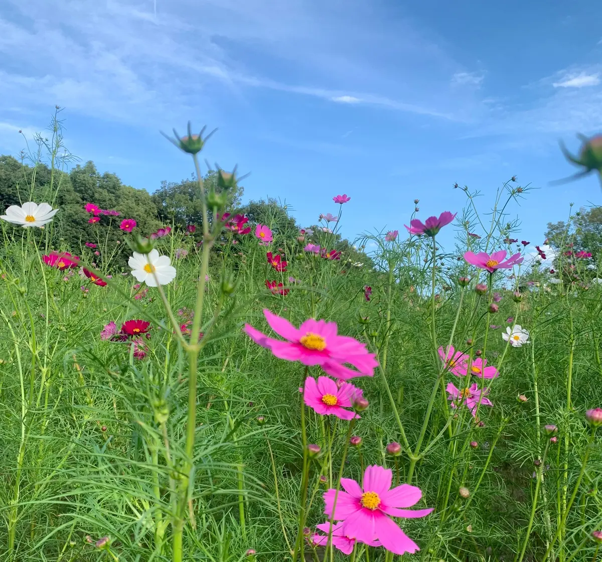 【大阪】一度にたくさんのお花が楽しめる！の画像_1