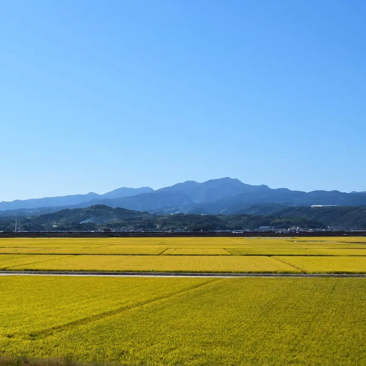 ラムサール米　佐賀県　鹿島市