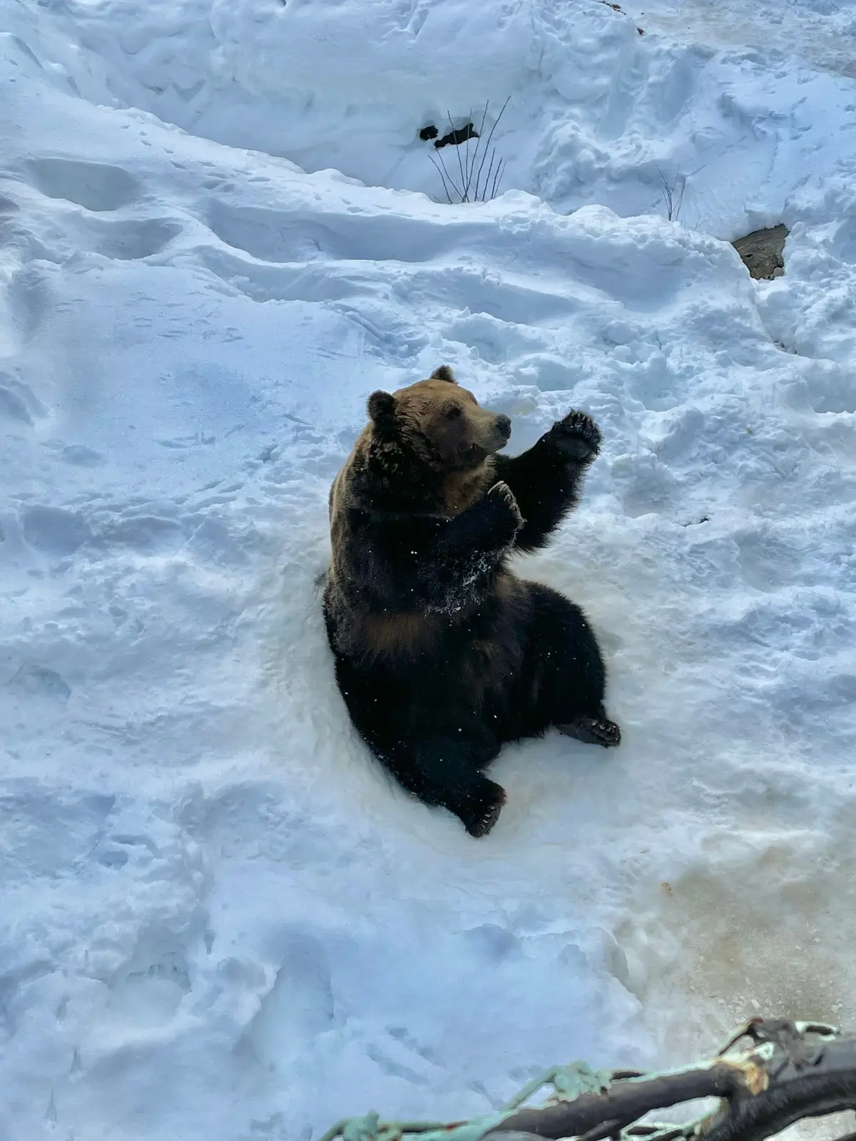 クマとの距離があまりにも近すぎる 北海道 登別「のぼりべつクマ牧場」