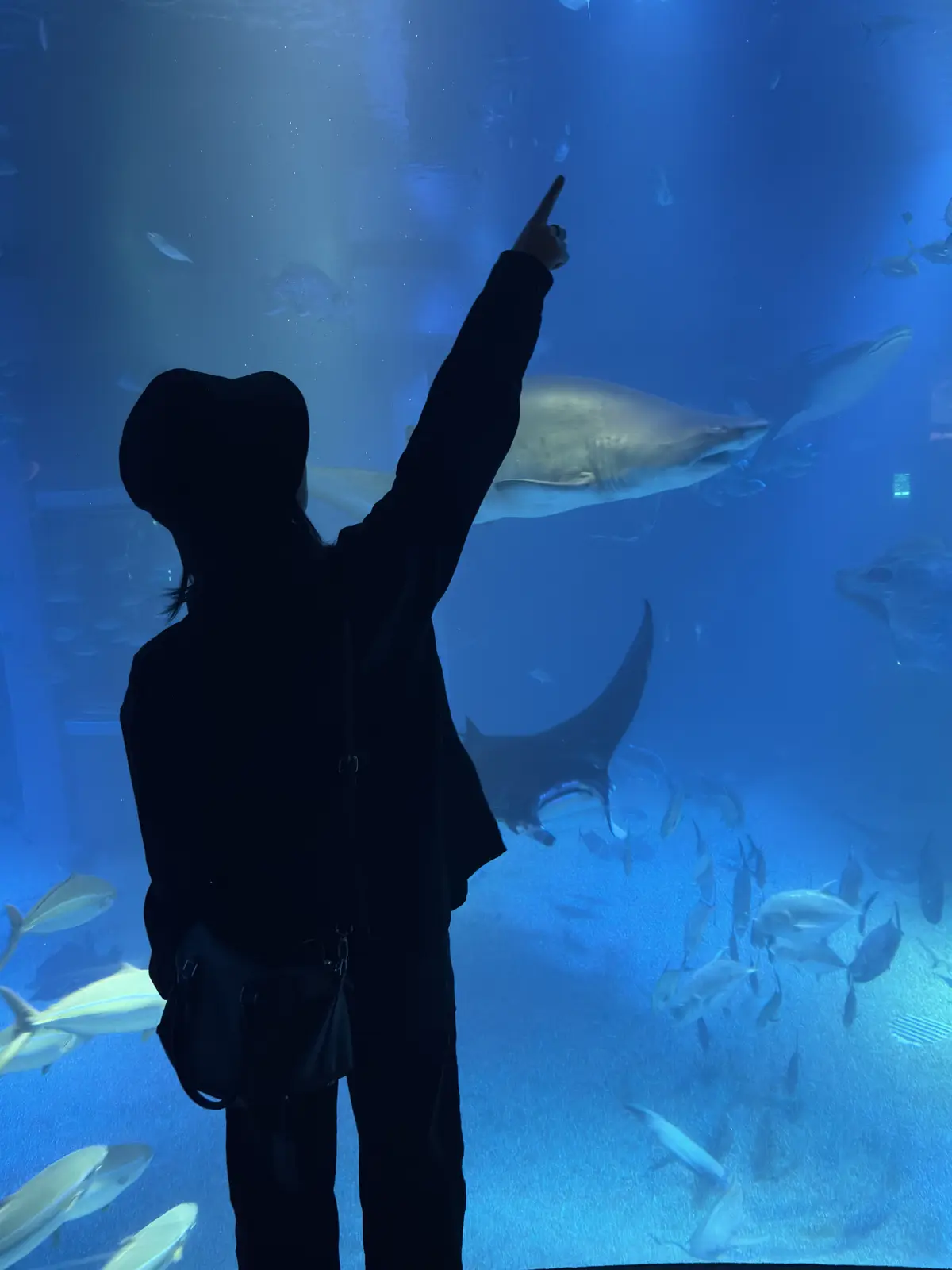 【大阪2泊3日】海遊館、ユニバーサルスタの画像_4
