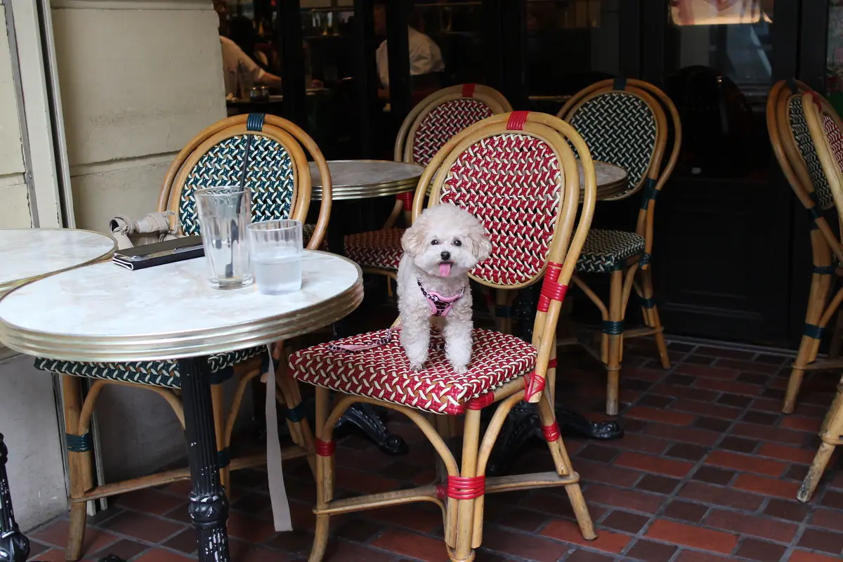 【東京｜銀座】テラス犬OK｜オーバカナルの画像_2