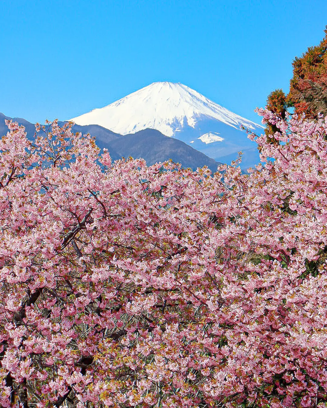 【河津桜×梅×菜の花】都心から日帰りで行の画像_1