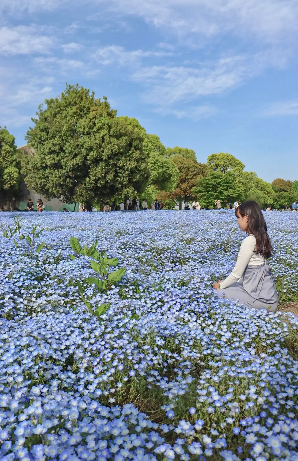 【東京】ネモフィラ、ツツジ、バラ おすすの画像_3