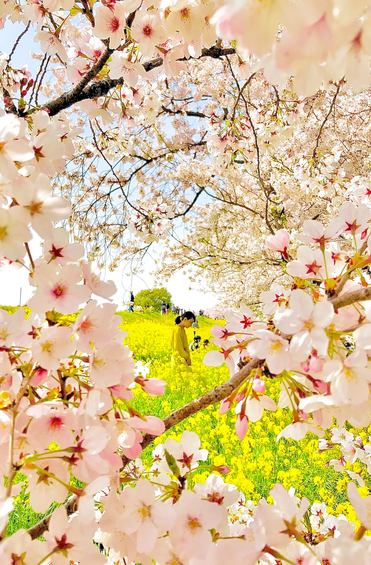 【お花見するならココ！】全国おすすめ桜スの画像_2