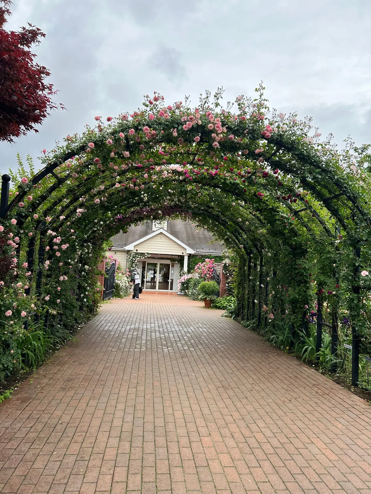 最盛期！横浜イングリッシュガーデンで満開の画像_2