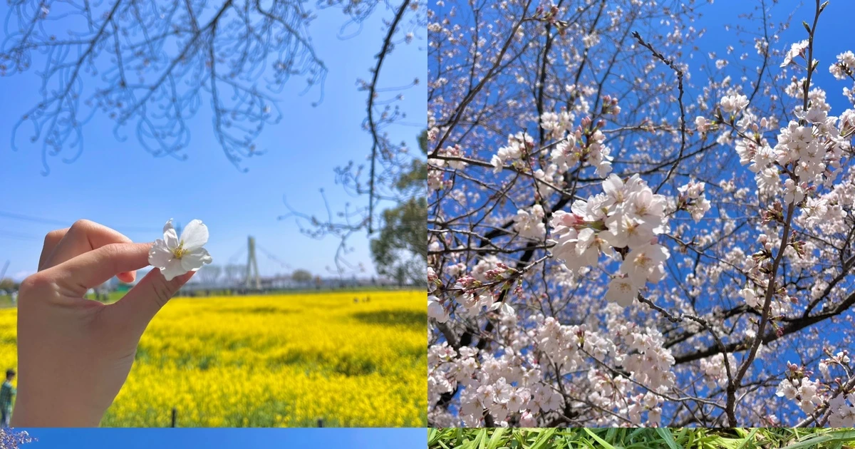埼玉】今週末が見頃！千本桜と菜の花のコラボレーションが