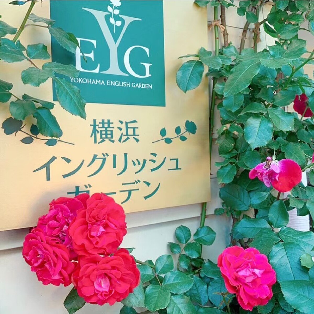 【神奈川】バラに囲まれた優雅なひとときを…横浜イングリッシュガーデン