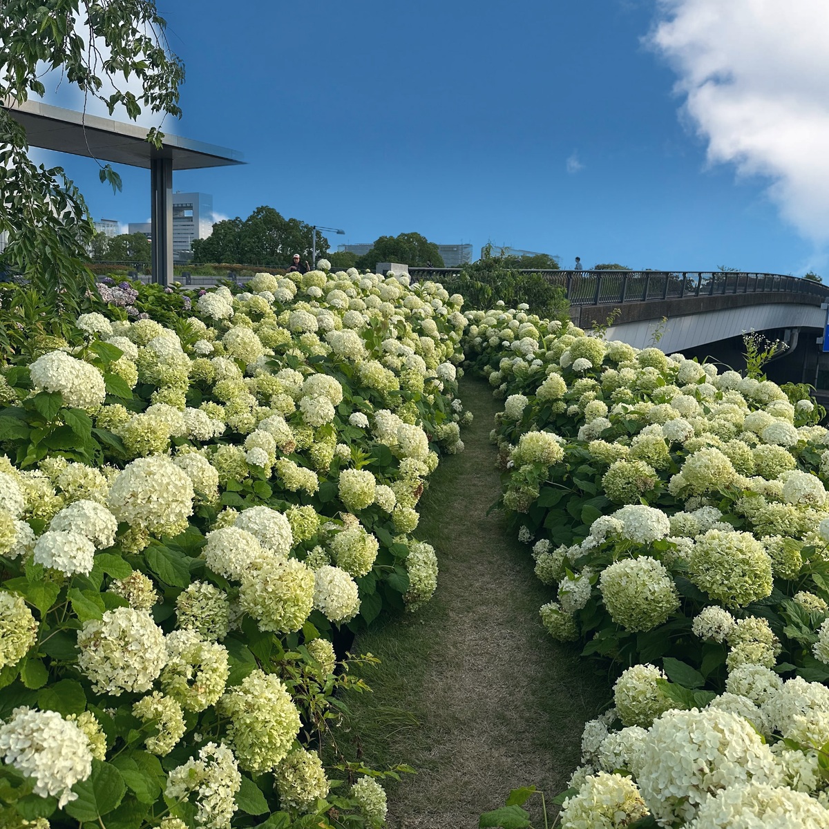 【梅雨のおでかけに】お台場の穴場“出会い橋”で紫陽花さんぽ｜都心からすぐの癒しスポット
