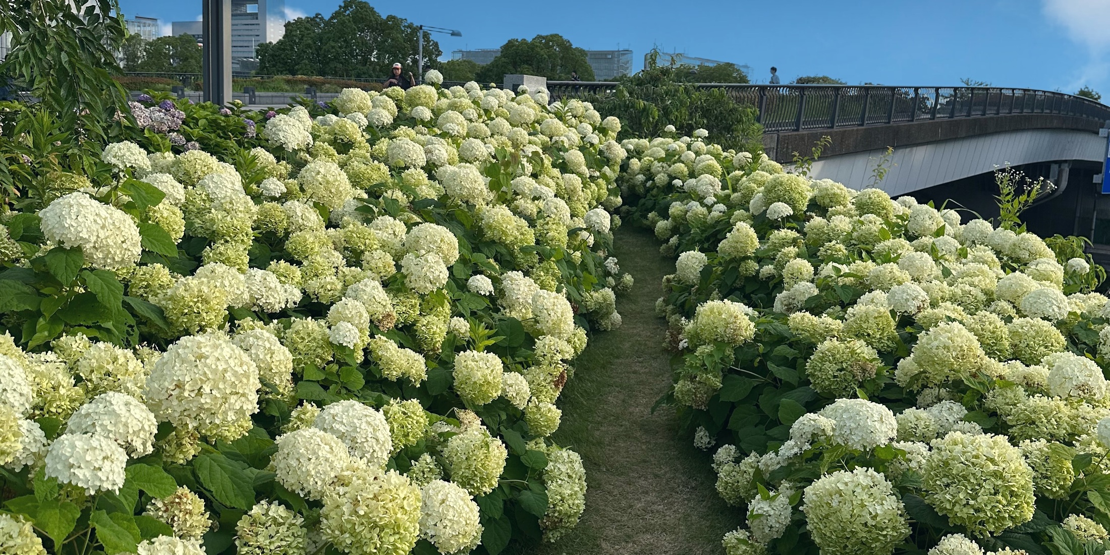 【梅雨のおでかけに】お台場の穴場“出会い橋”で紫陽花さんぽ｜都心からすぐの癒しスポット
